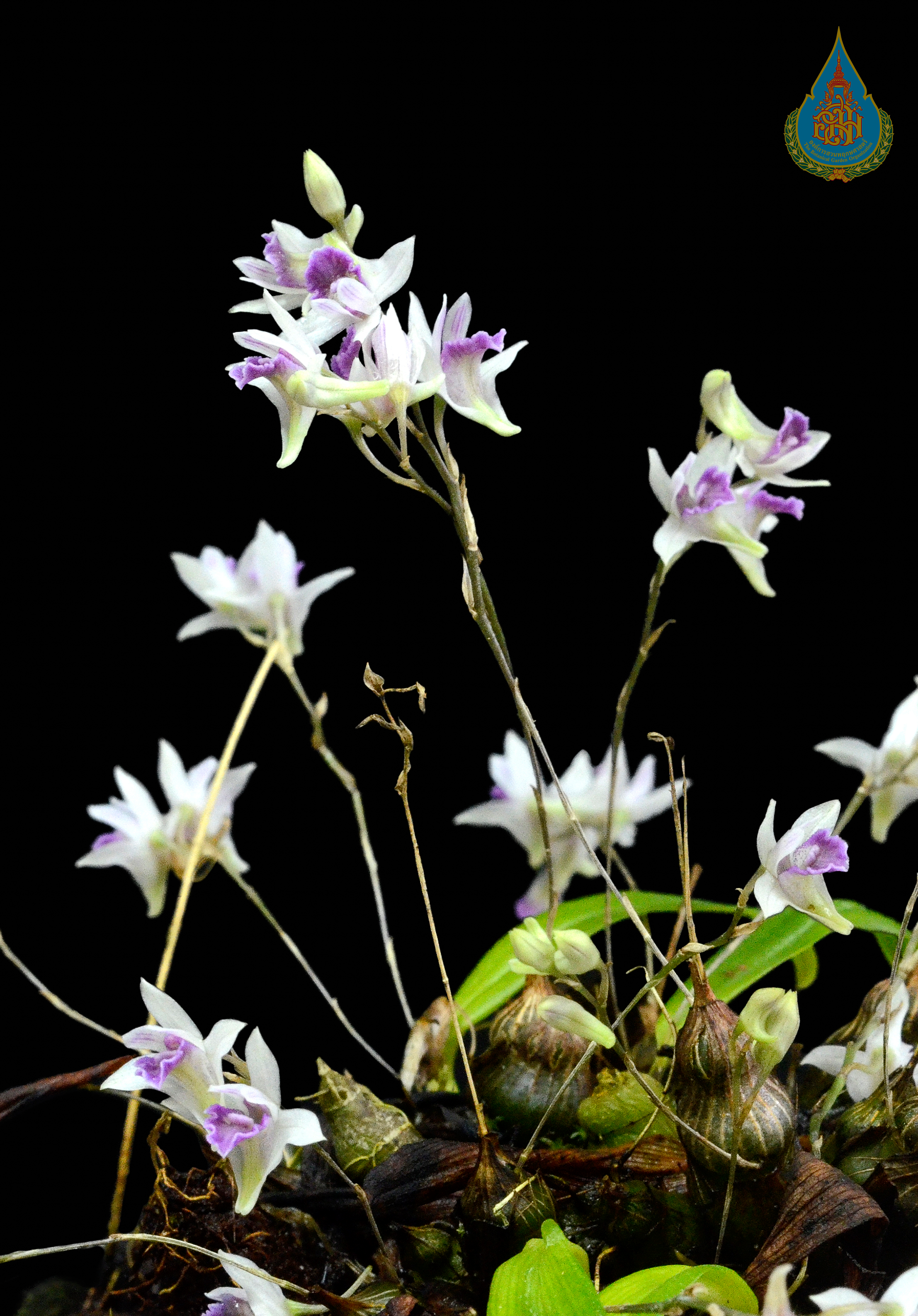 หวายเจดีย์ Dendrobium elliottianum P.O'Byrne<br/>ORCHIDACEAE